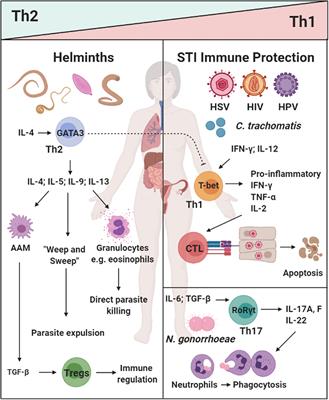 Impact of Helminth Infections on Female Reproductive Health and Associated Diseases